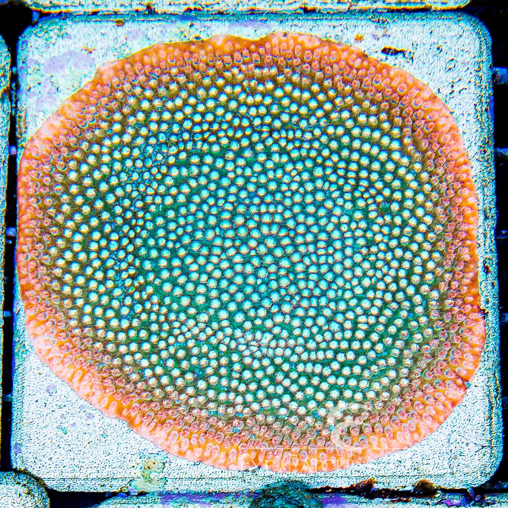 ECC Peachy Keen Cyphastrea Frag