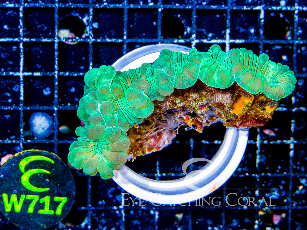 Indo Fox Coral M - Disc W717