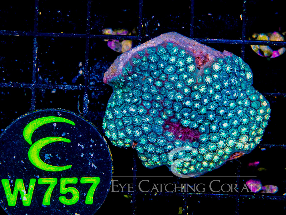 Aussie West Coast Goniopora Red or Pink S