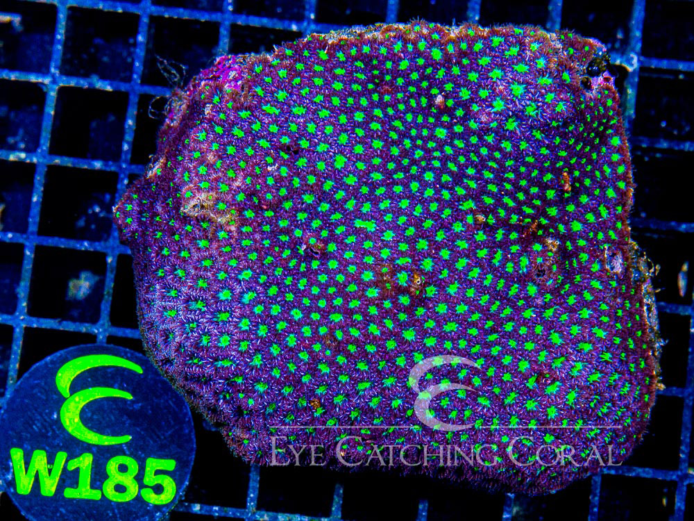 Aussie Leptastrea Blue/Green XL - Disc W185