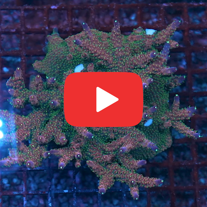 ECC Molten Night Acropora Frag