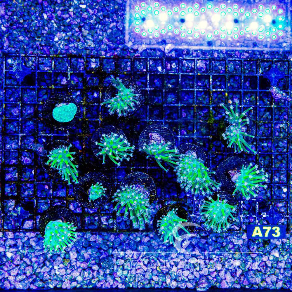 ECC Weeping Willow Toadstool Frag