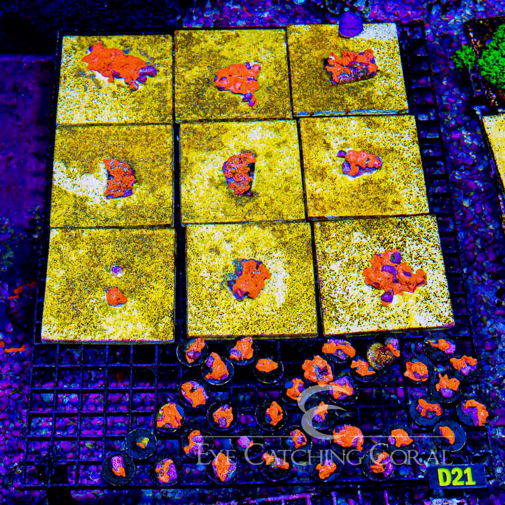 ECC Combustion Web Sponge Frag