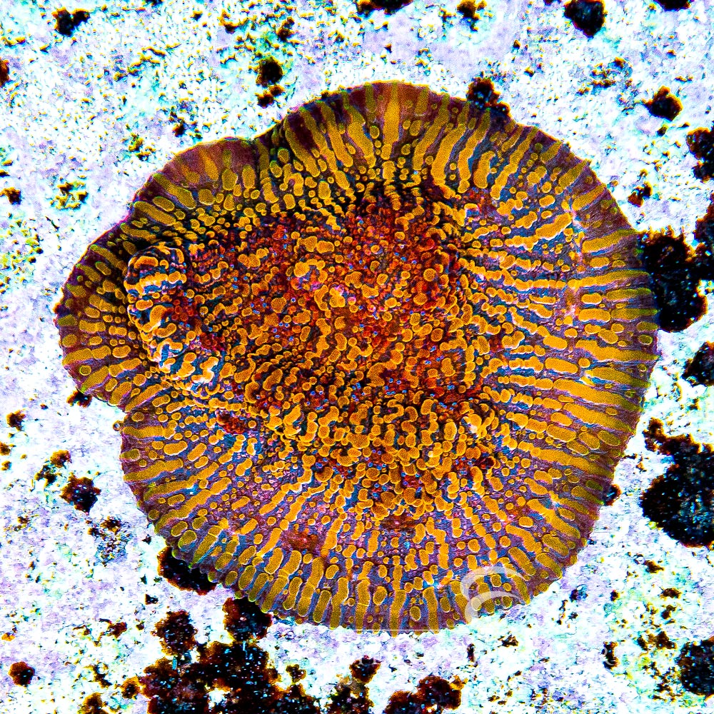 CC Cloudberries Chalice Frag