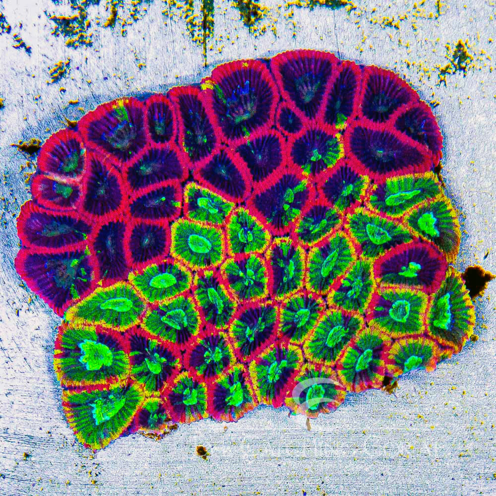 ECC Acid Drop Micro Favia Frag