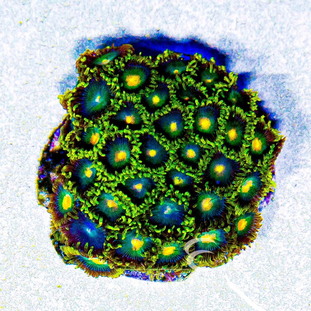 ECC Golden Dawn Zoanthid Frag (4+Polyp Average)