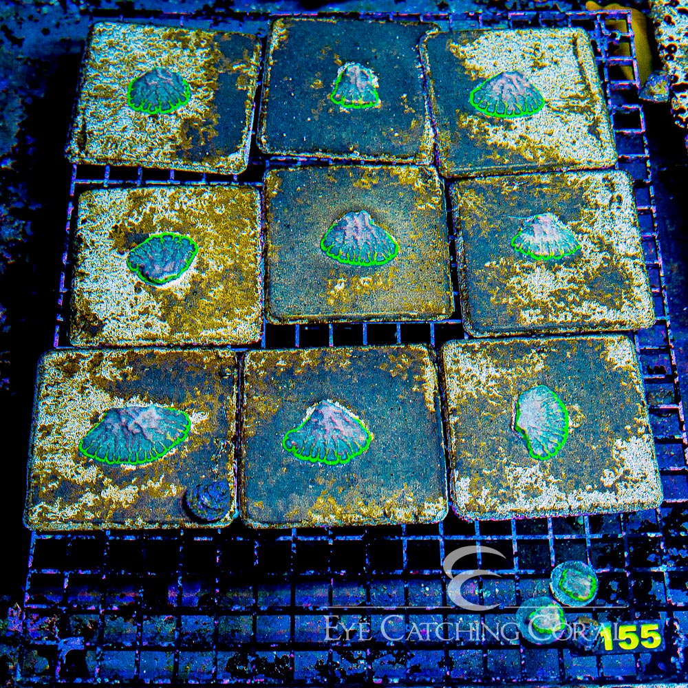 ECC Wave Runner Favites Frag
