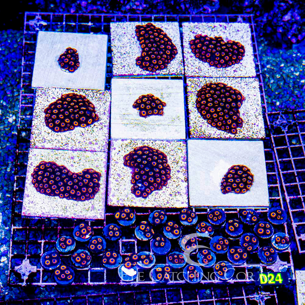 ECC Firestorm Zoanthid Frag (4+Polyp Average)