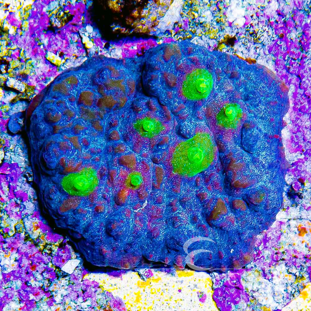 ECC Oceans Glow Chalice Frag