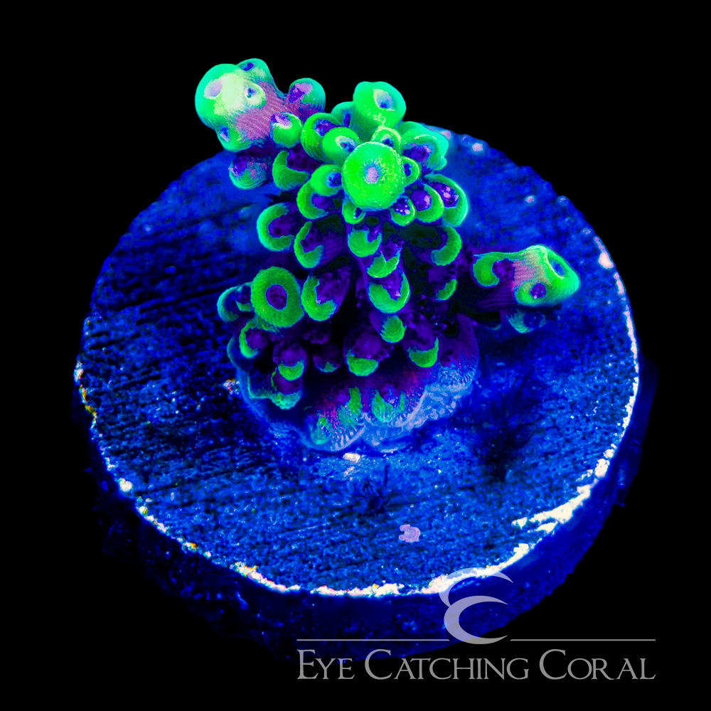 ECC Pink Cadillac Acropora Frag