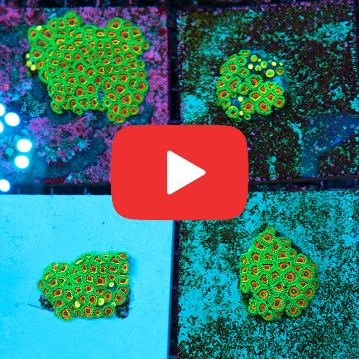 ECC Wammin Watermelon Zoanthid Frag