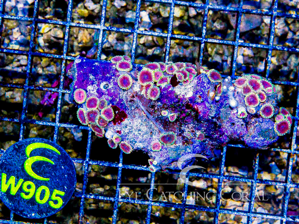 Indo Zoanthid Ultra (Sorted by Size & Color) Level 6 - Disc W905