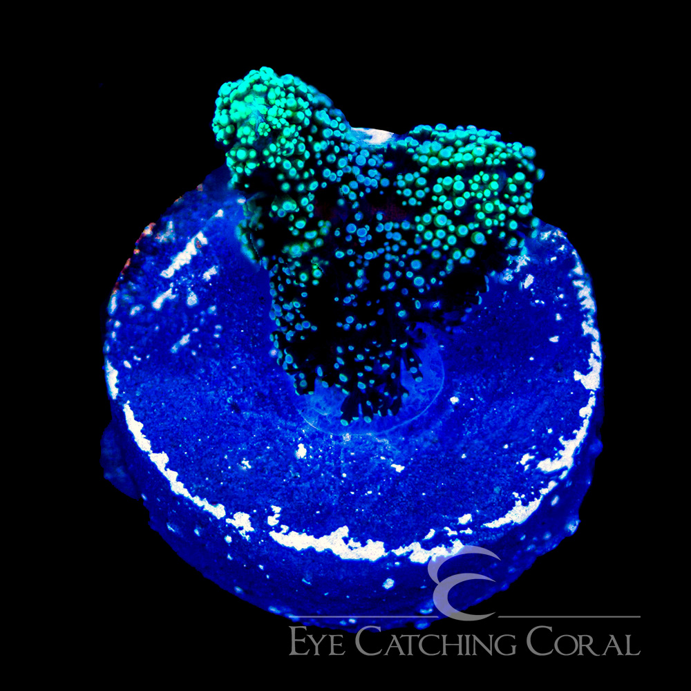 ECC Lemon Lime Birdsnest Frag