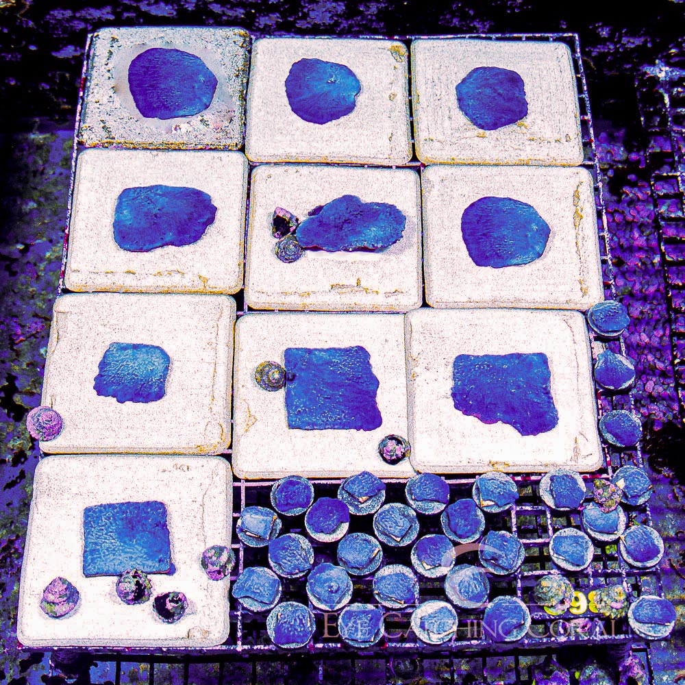 ECC Blue Plating Photosynthetic Sponge Frag