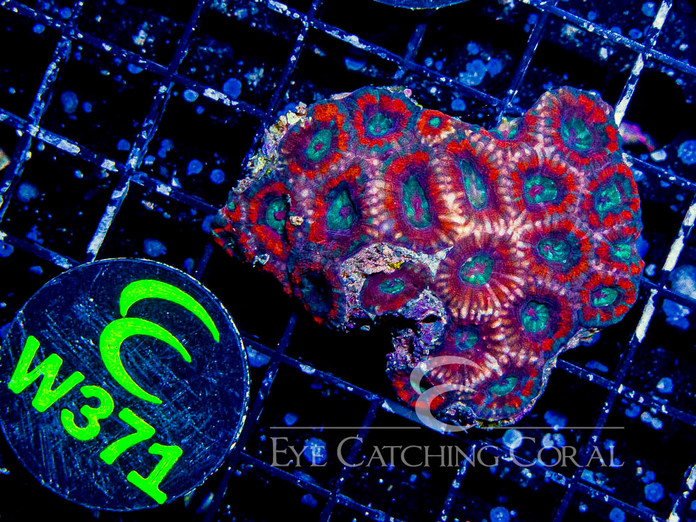 Aussie Acan Lord Odd Grade XS - Disc W371