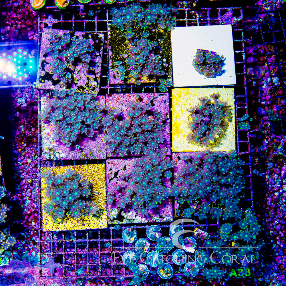 TSA Lemon Laser Clove Polyp Frag