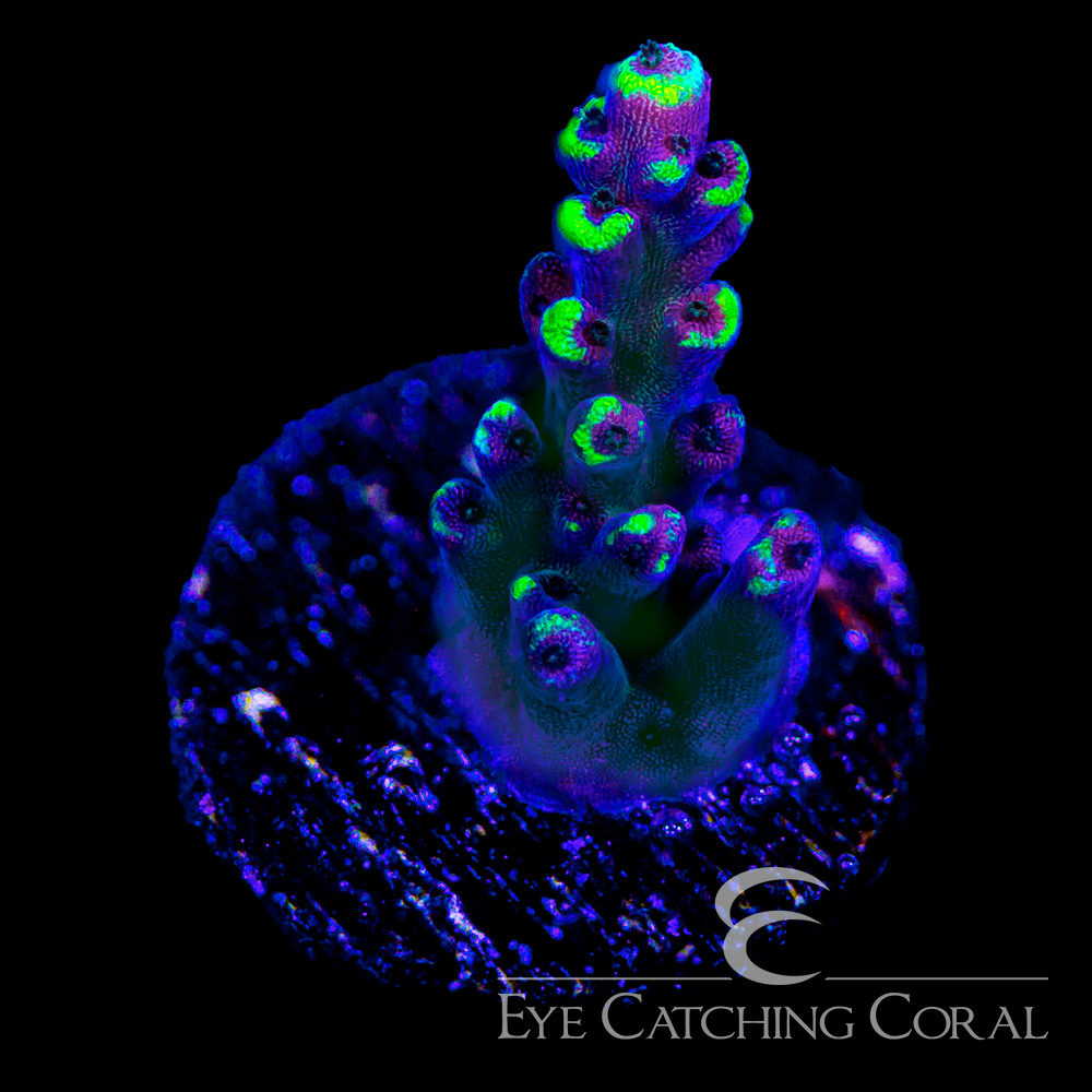 ECC Natures Magic Acropora Frag