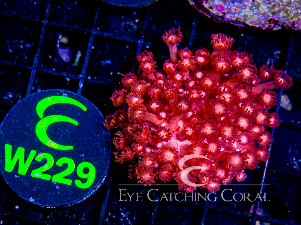 Indo Goniopora S - Disc W229