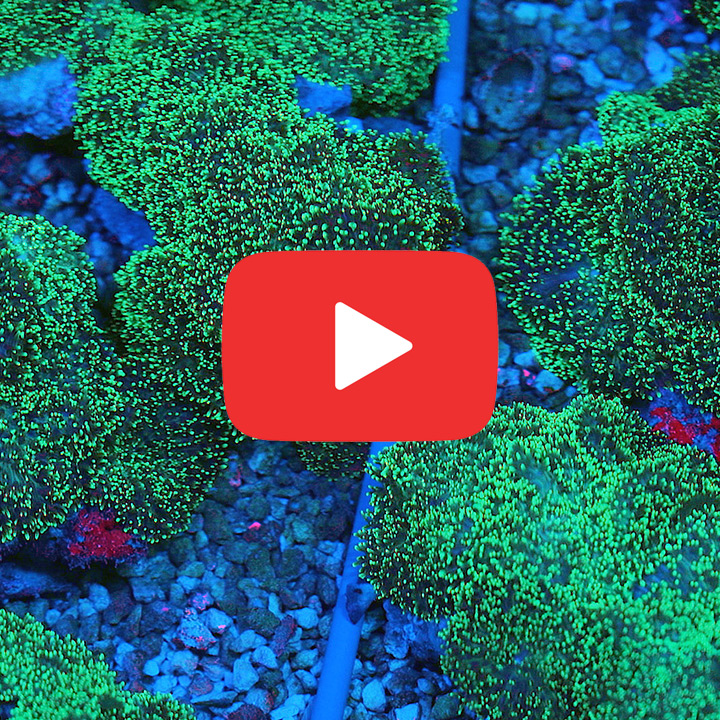 Hairy Mushroom Neon Green