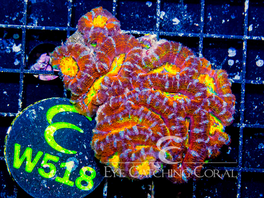 Aussie Acan Lord Rainbow or Super Ultra S - Disc W518