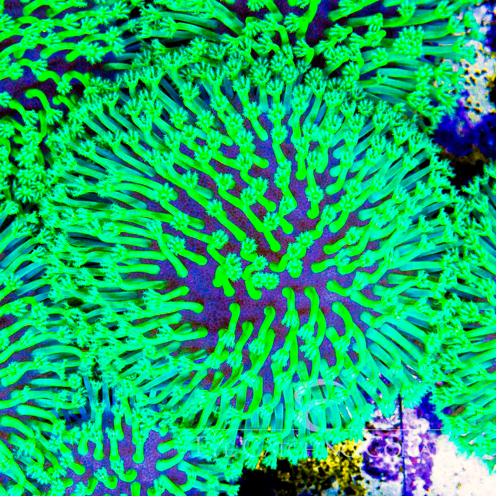 ECC Iced Willow Toadstool Frag