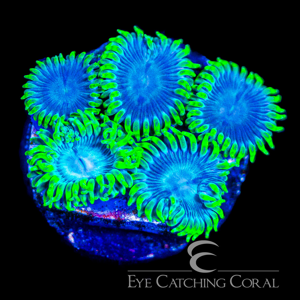 ECC Ice Breaker Zoanthid Frag (4+Polyp Average)