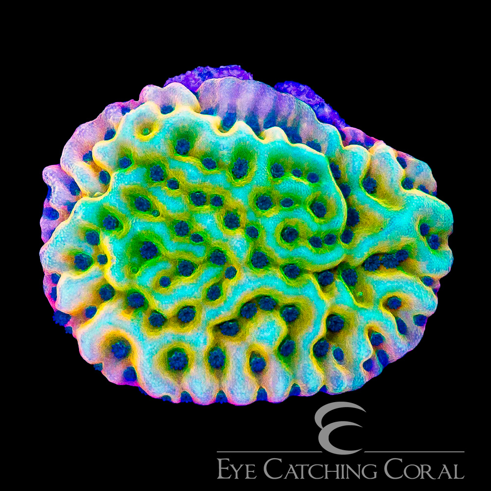ECC Garden of Eden Montipora Frag