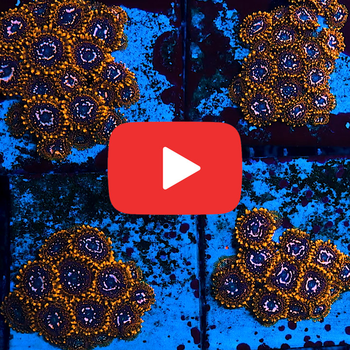 ECC Utter Chaos Palythoa Frag (2+ Polyp Average)