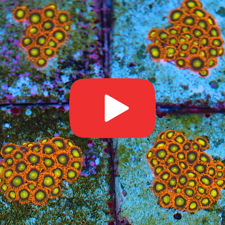 ECC Manderin Zoanthid Frag (4+ Polyp Average)