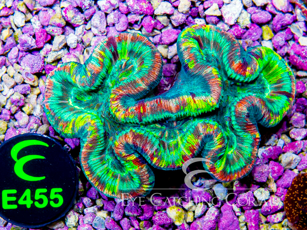 Aussie Trachy Ultra L - Disc E455