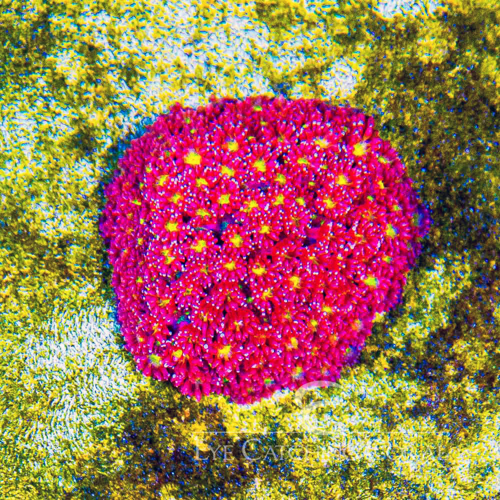 ECC Pink Lemon Drop Goniopora Frag