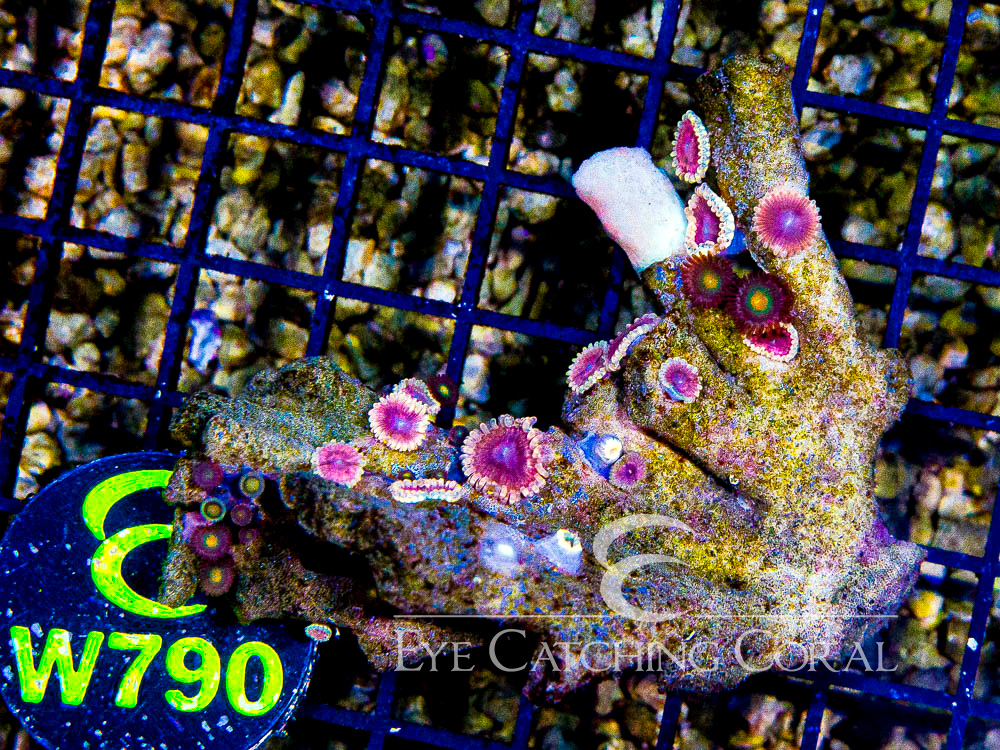 Indo Zoanthid Ultra (Sorted by Size & Color) Level 6 - Disc W790