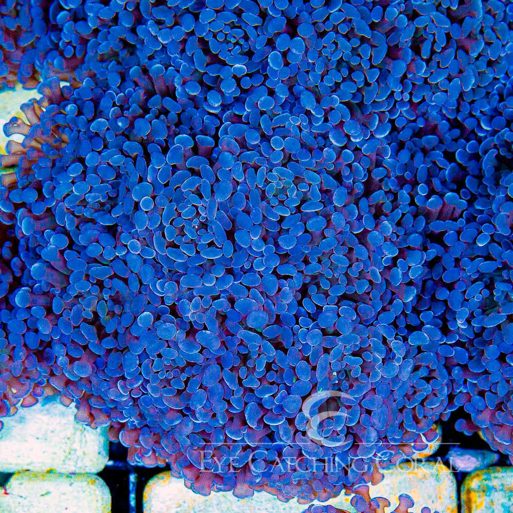 ECC Dark Storm Hammer Frag