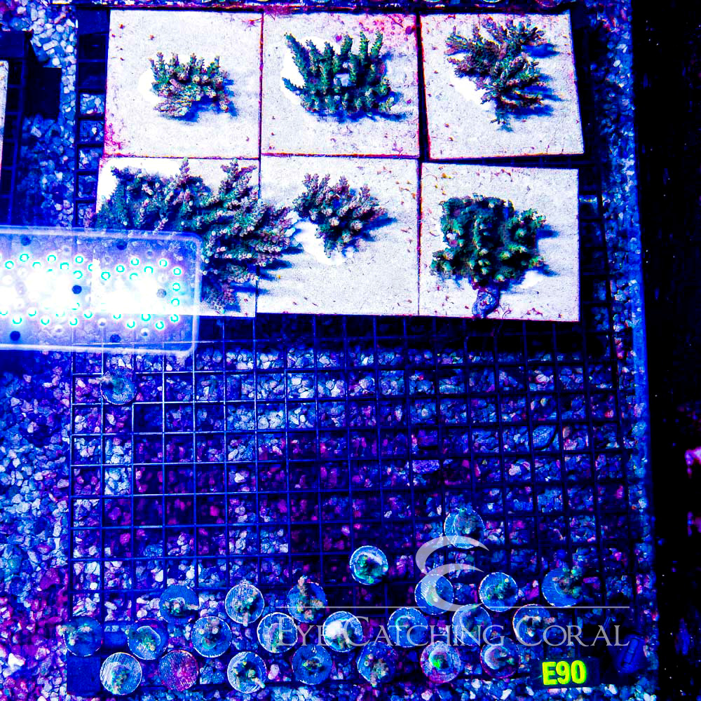 ECC Voodoo Majik Acropora Frag