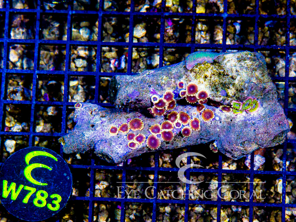 Indo Zoanthid Ultra (Sorted by Size & Color) Level 6 - Disc W783