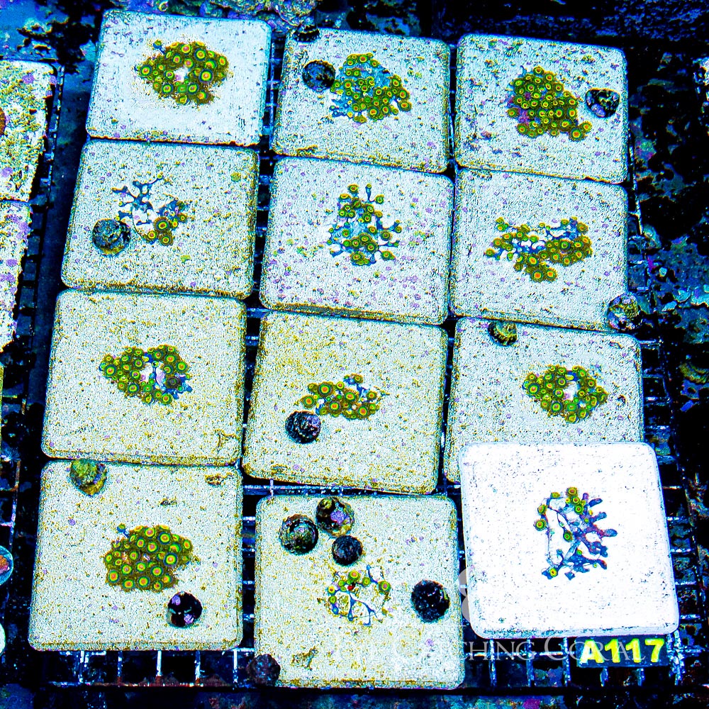 ECC Rasta Zoanthid Frag (4+ Polyp Average)