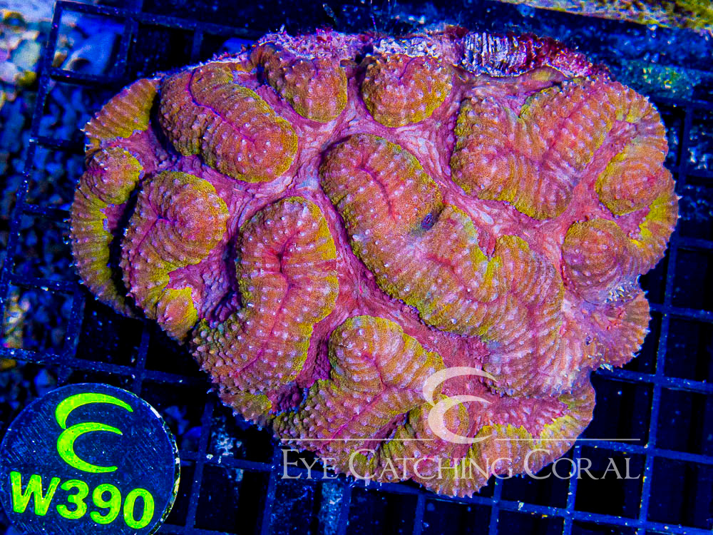 Indo Lobophyllia or Symphyllia XL -  - Disc W390