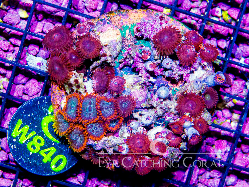 Indo Zoanthid M- Disc w840