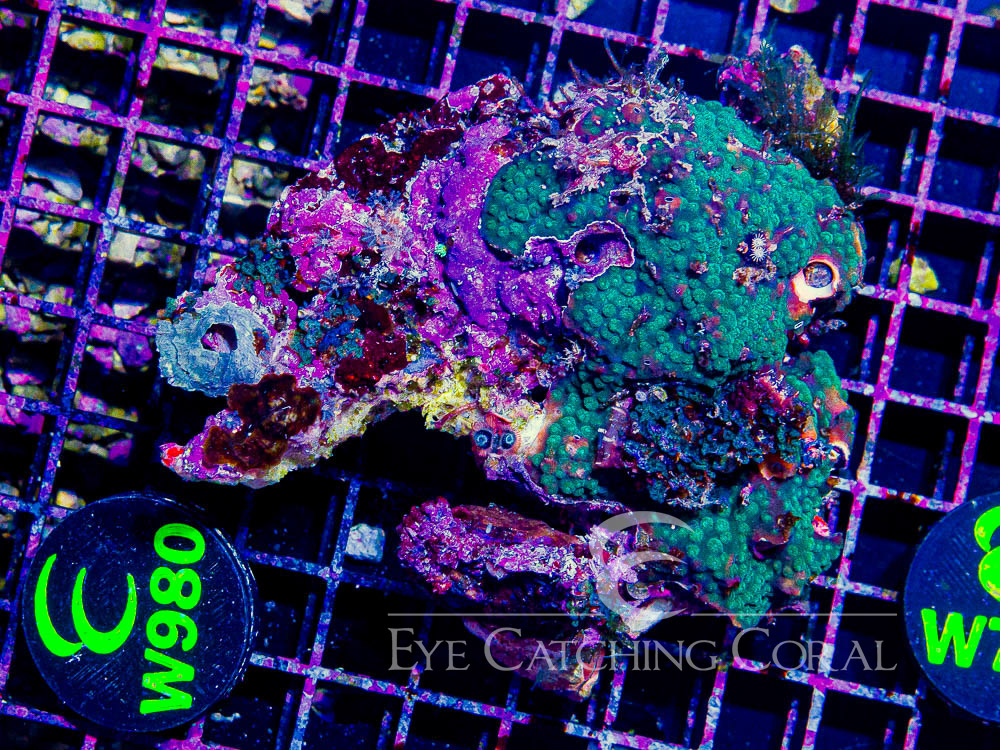 Aussie Christmas Tree Worm on Rock L - Disc W980