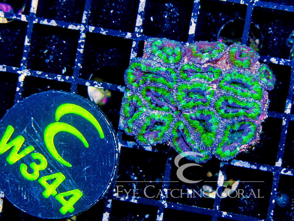 Aussie Acan Lord Neon Green XXS - Disc W344