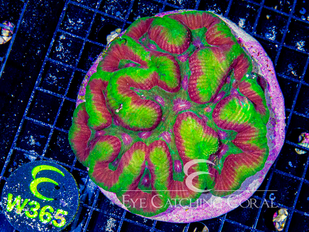 Indo Lobophyllia or Symphyllia L - Disc W365