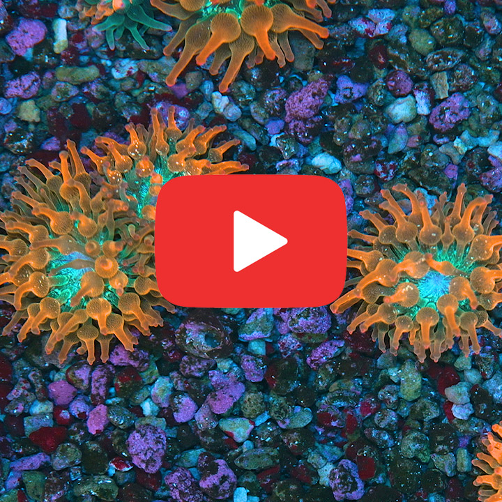 ECC Nexus Blaze Bubble Tip Anemone