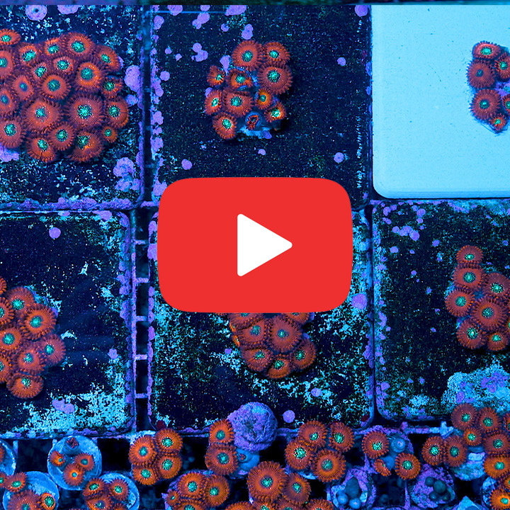 ECC Magician Zoanthid Frag (2+Polyp Average)