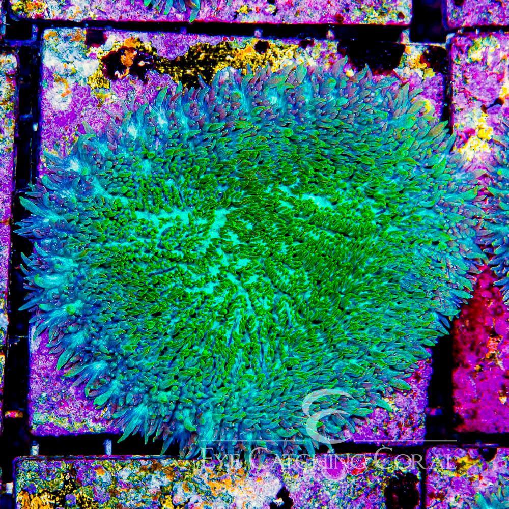 ECC Hybrid Hydnophora Frag