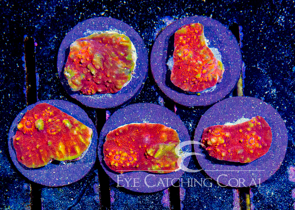 ECC Sacred Flame Chalice Frag