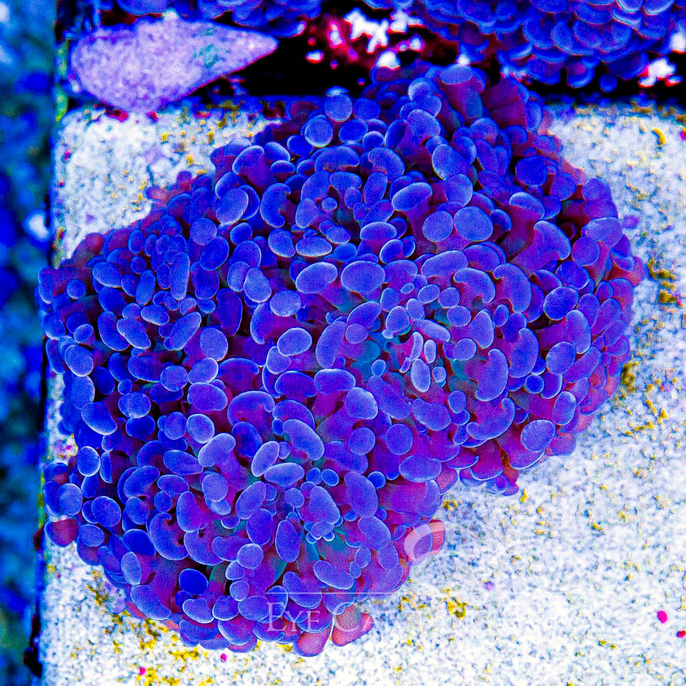ECC Blue Gusher Hammer Frag