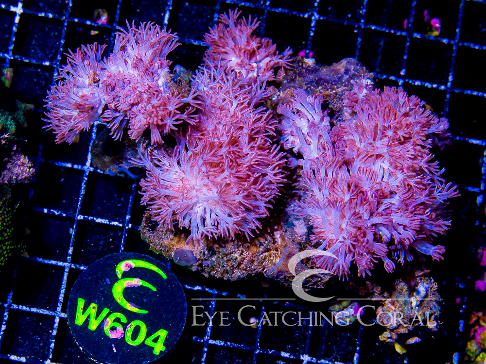 Indo Xenia XL - Disc W604