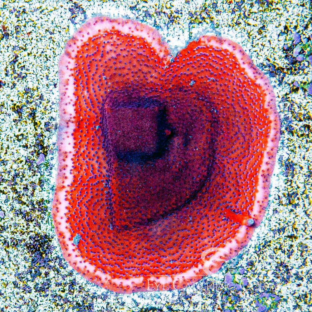 ECC Mystic Sunset Montipora Frag