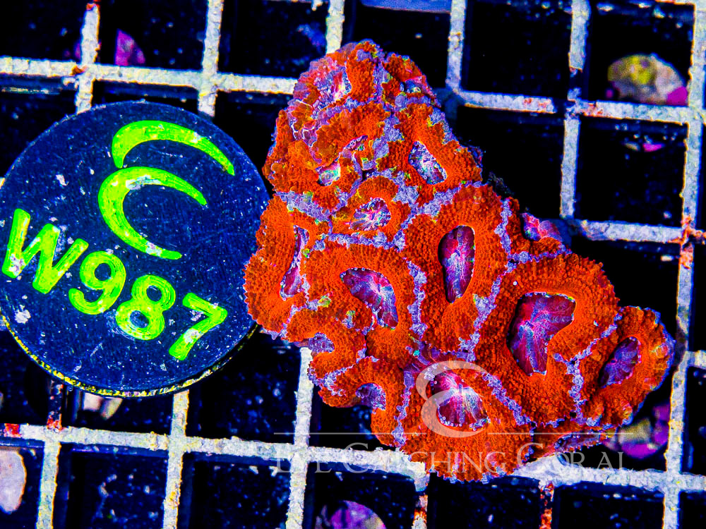 Aussie Acan Lord Rainbow or Super Ultra XS - Disc W987