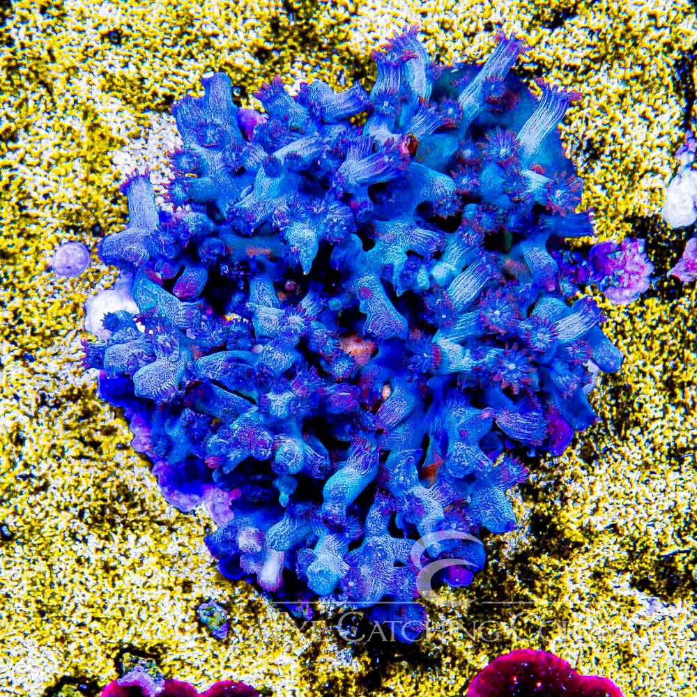 ECC Bonsai Branching Cyphastrea Frag